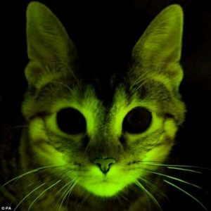 зеленый кот