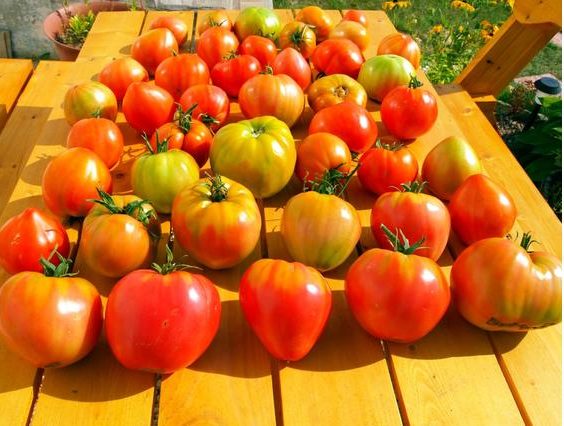 помидоры на дачном столике