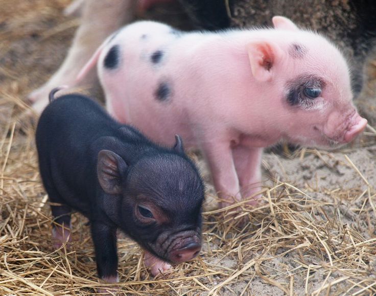 Карликовые свинки - мини-пиги