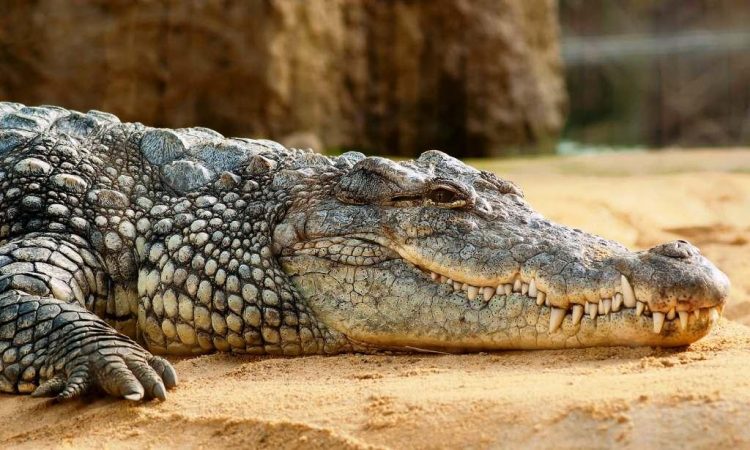 Крокодилы - очень страшные животные