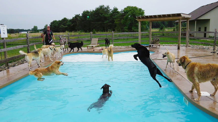 Бассейн для собак на открытом воздухе