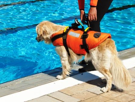 Собака в жилете для плавания в бассейне