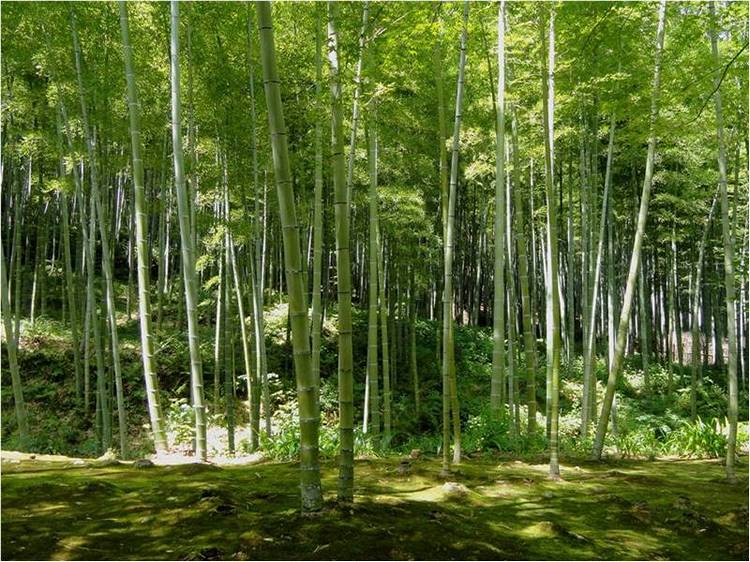 Бамбуковое белье: экономично и экологично