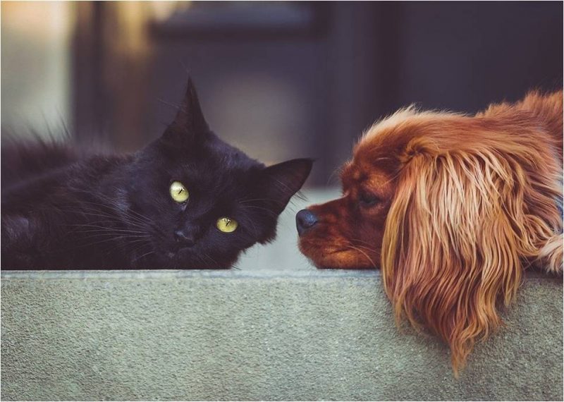 Защита от вирусов для кота и собаки при совместном проживании.
