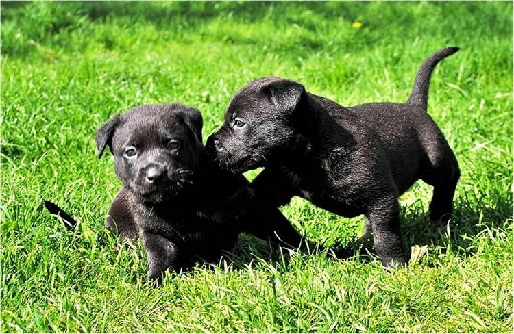 Два щенка играют на травке.