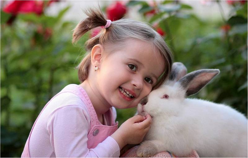 Кролик домашний декоративный – подарок для ребенка креативный