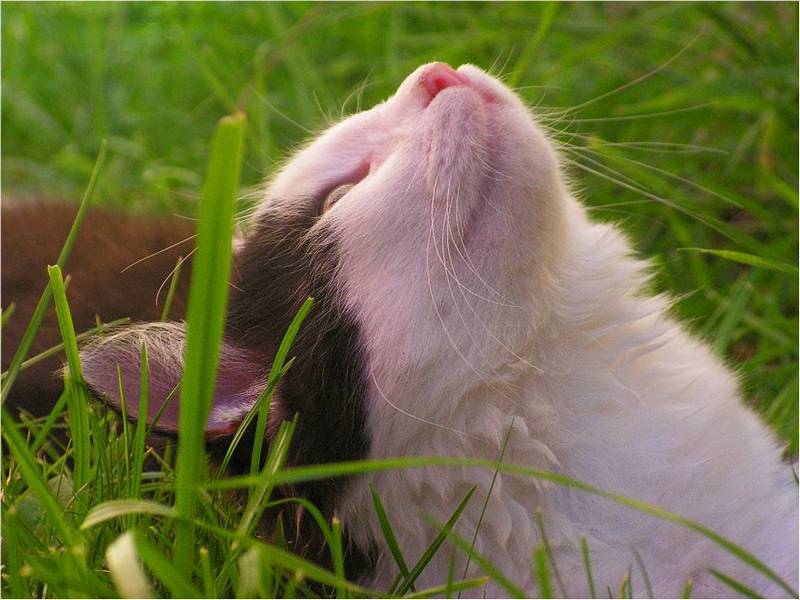 Зеленая аптека для кошек (котик лежит в траве).