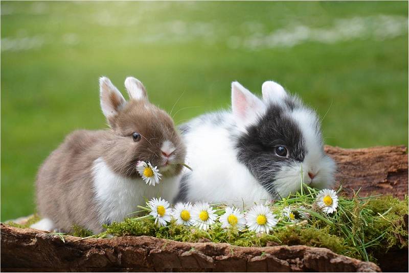 Два кролика в ромашках.