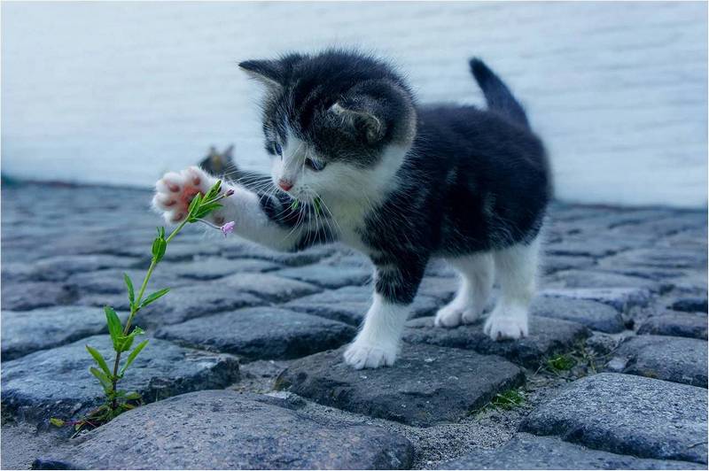 Черный котенок трогает лапкой цветочек.
