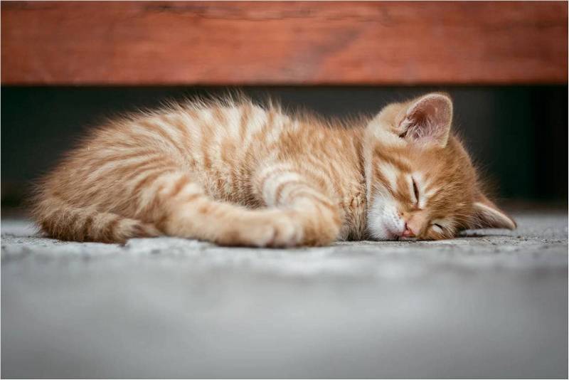 Рыжий котенок спит под кроватью.