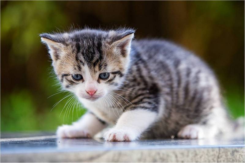 Маленький серый глазастый котенок.