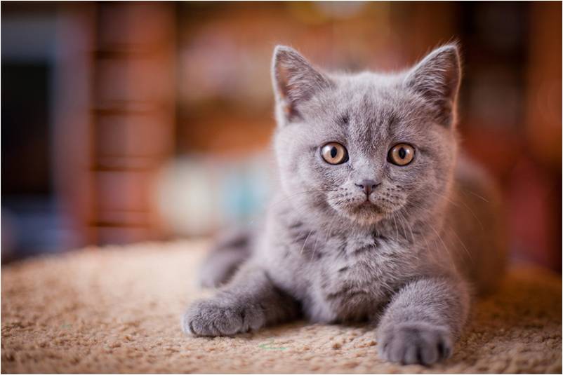 Серый котенок.