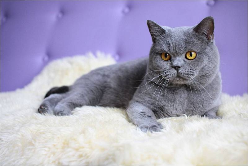 Британская короткошерстная кошка на фиолетовом диване.