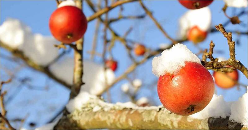 Яблоки на яблоне в снегу.