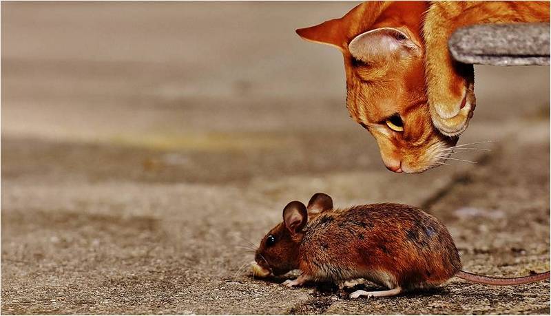 Кот начинает охоту против мышей, следит за мышью.