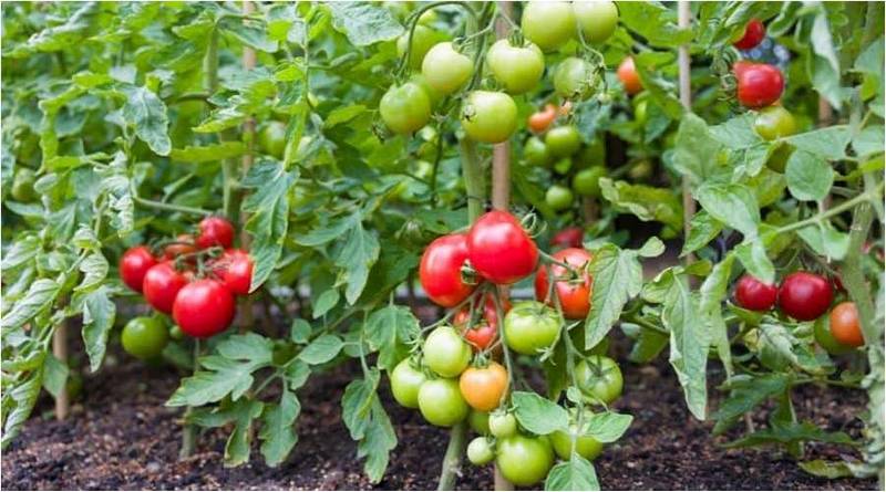 На грядке растут низкорослые сорта томатов.