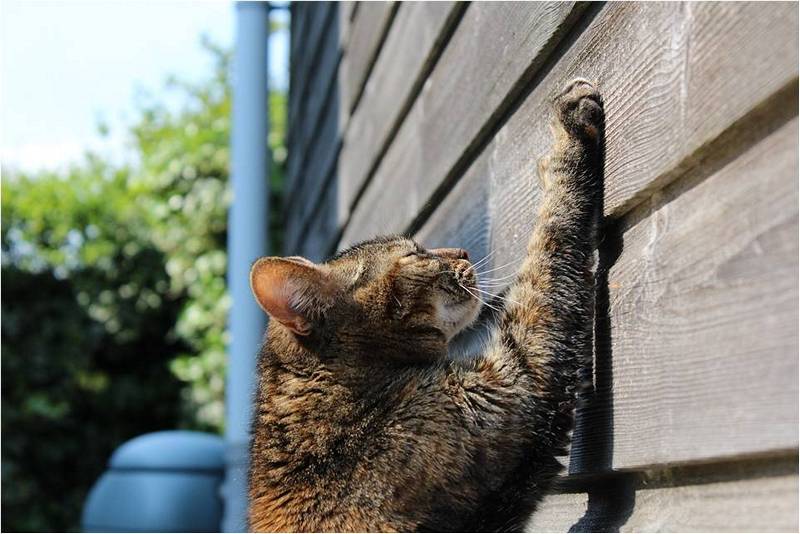 Кот царапает стену дома.