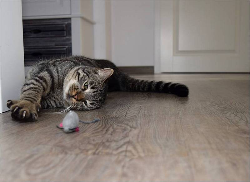 Кот играет с игрушкой.