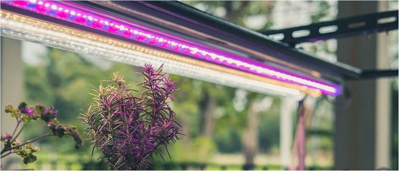 Фиолетовая светодиодная лента освещает растения.