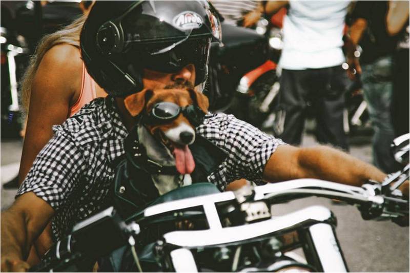 Хозяин-байкер со своей собакой на мотоцикле.