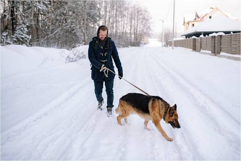 Мужчина с овчаркой гуляют по зимней дороге.
