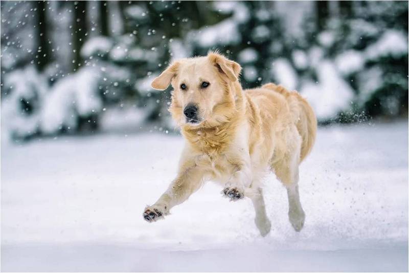 Веселый пес зимой бежит по снегу.