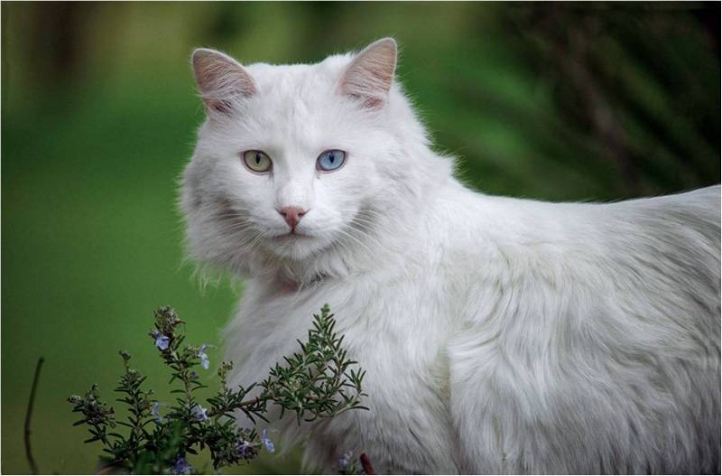 Ангорская кошка — мой ласковый восточный друг