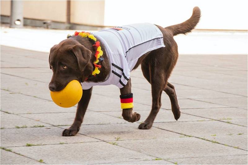 Собака породы лабрадор держит в зубах желтый мячик.