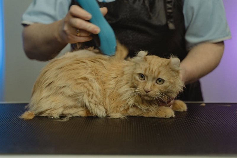 Бреют кошку.